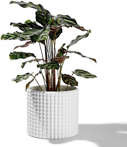 White Planter Pots for Plants Indoor - 6.1 Inch Ceramic Vintage-Style Hobnail Textured Flower Pot... | Amazon (US)