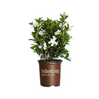 SOUTHERN LIVING 2.5 Qt. Jubilation Gardenia, Live Evergreen Shrub, White Fragrant Blooms 2096Q - ... | The Home Depot