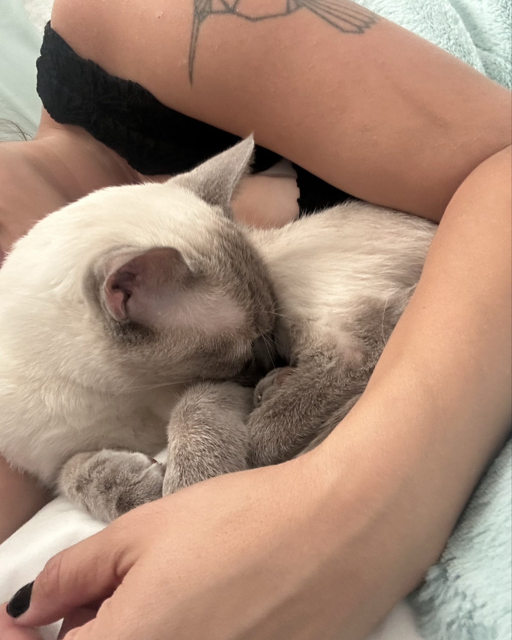 The softest blanket for the softest kitty cat cuddles ever. It’s getting chilly!

#LTKSeasonal #LTKPets #LTKTravel