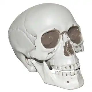 8" Plastic Skull by Ashland® | Michaels Stores