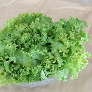 Bonnie Plants 19.3 oz Green Leaf Lettuce Plant-0055 - The Home Depot | The Home Depot