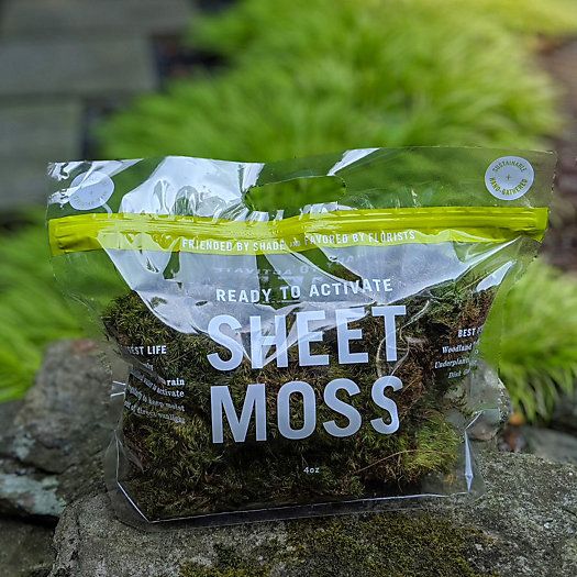 Preserved Sheet Moss | Terrain
