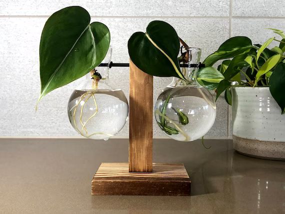 Round Glass Bulbs on a Wooden Plant Stand Propagation Station - Two or One Sided Options | Etsy (US)