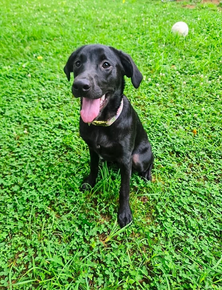 Reunited with our girl today!! She had the best time with her sitters….lots of running around & long walks!! We missed her ENDLESSLY…she’s been getting snuggles all day! 🐾🩷

#LTKPets