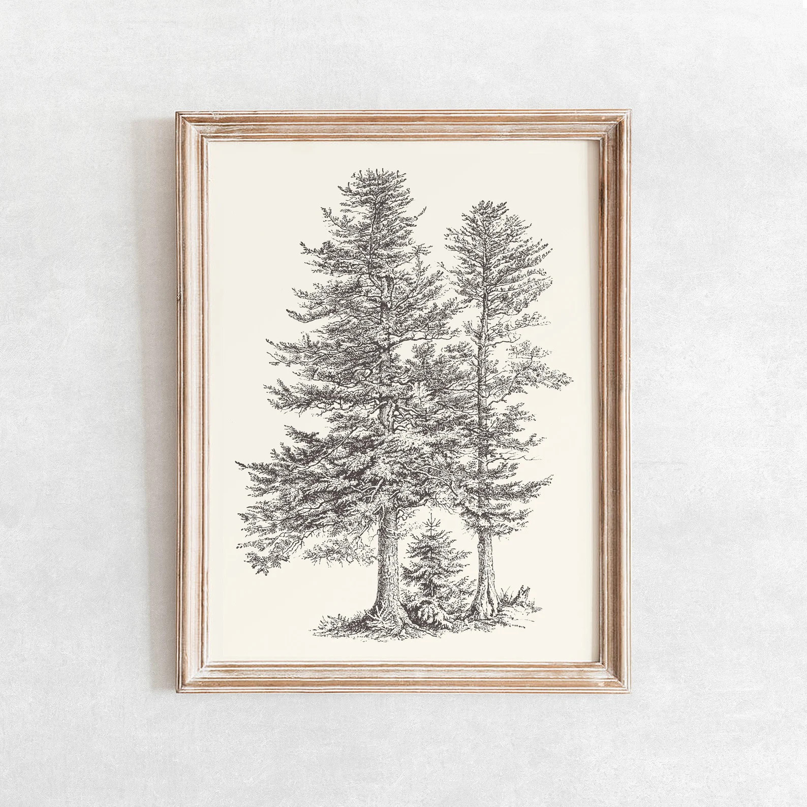 Silver Fir Tree Sketch Print Vintage Farmhouse Drawing - Etsy | Etsy (US)