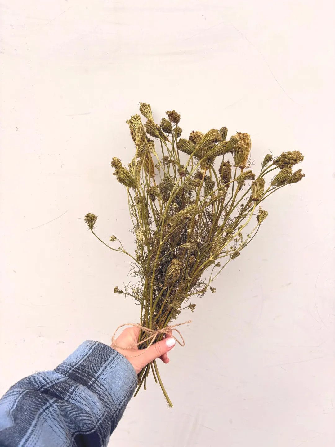 Ammi Dried Flower Bunch, All Natural, Farm Grown - Etsy | Etsy (US)