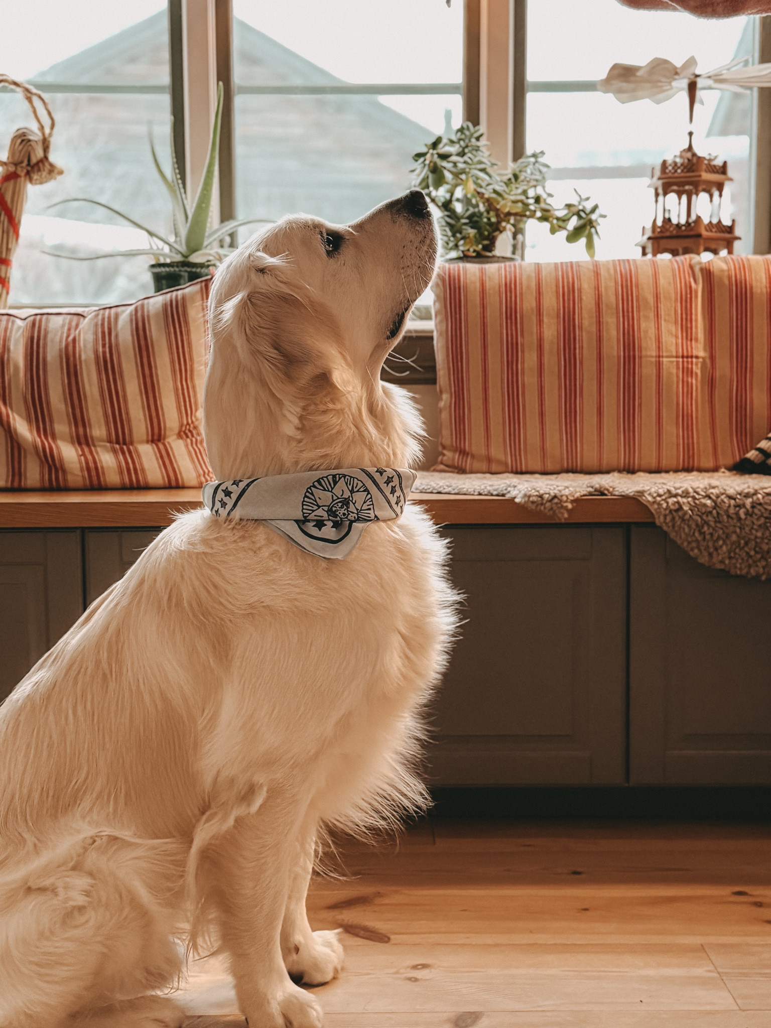 Hundehalsband von HAY

#LTKeurope #LTKdeutschland #LTKwinter