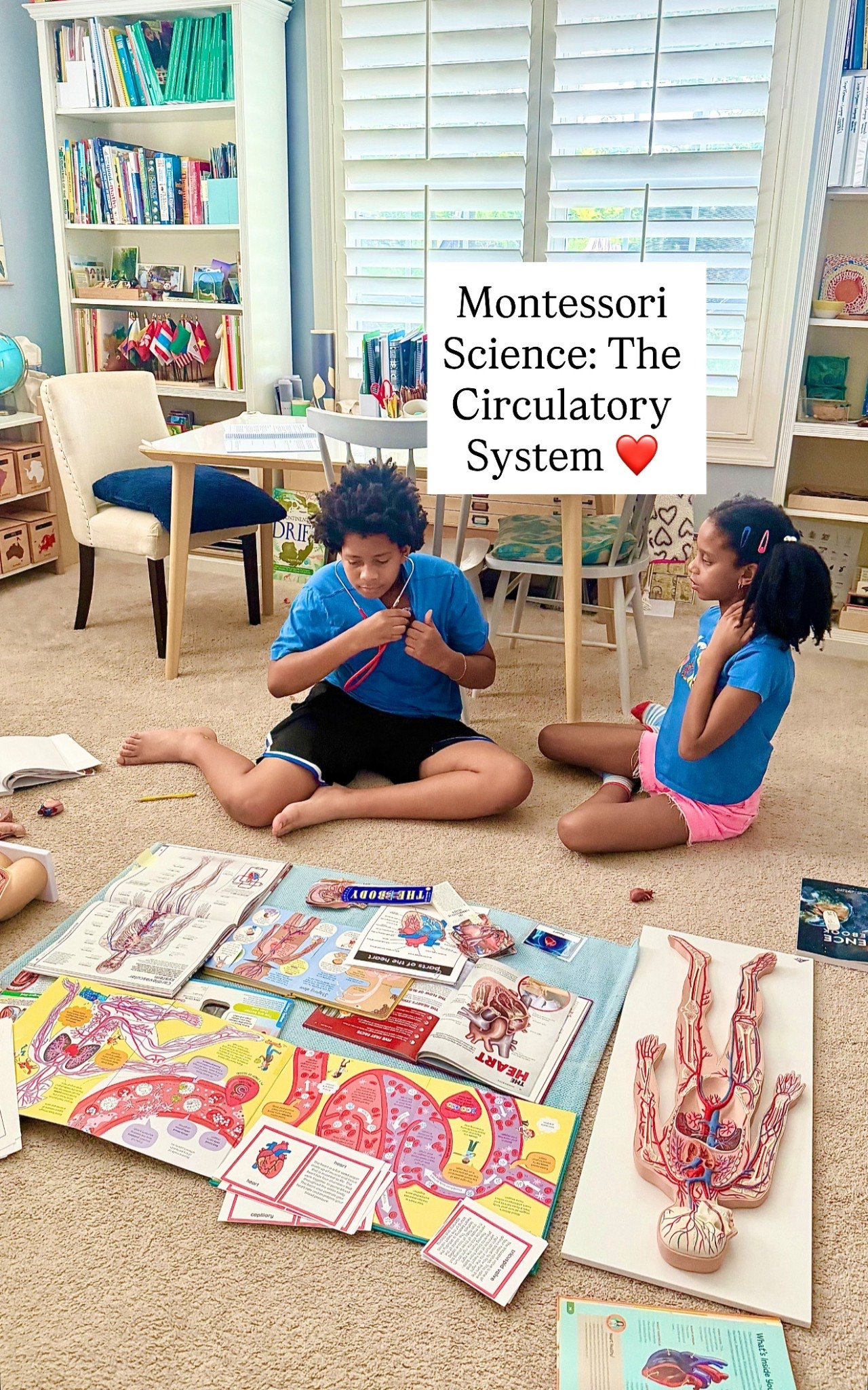 Here are links to the materials and books we used for our Human Anatomy, Circulatory System studies. I’ve also included additional supplementsl materials since some of what we used here has sold out  

#LTKFamily #LTKKids