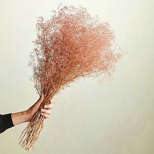 Preserved Gypso Bunch | Terrain