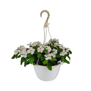 4.73 L Vinca Cora Periwinkle Cascade Polka Dot Flower in 10 in. Hanging Basket Planter | The Home Depot