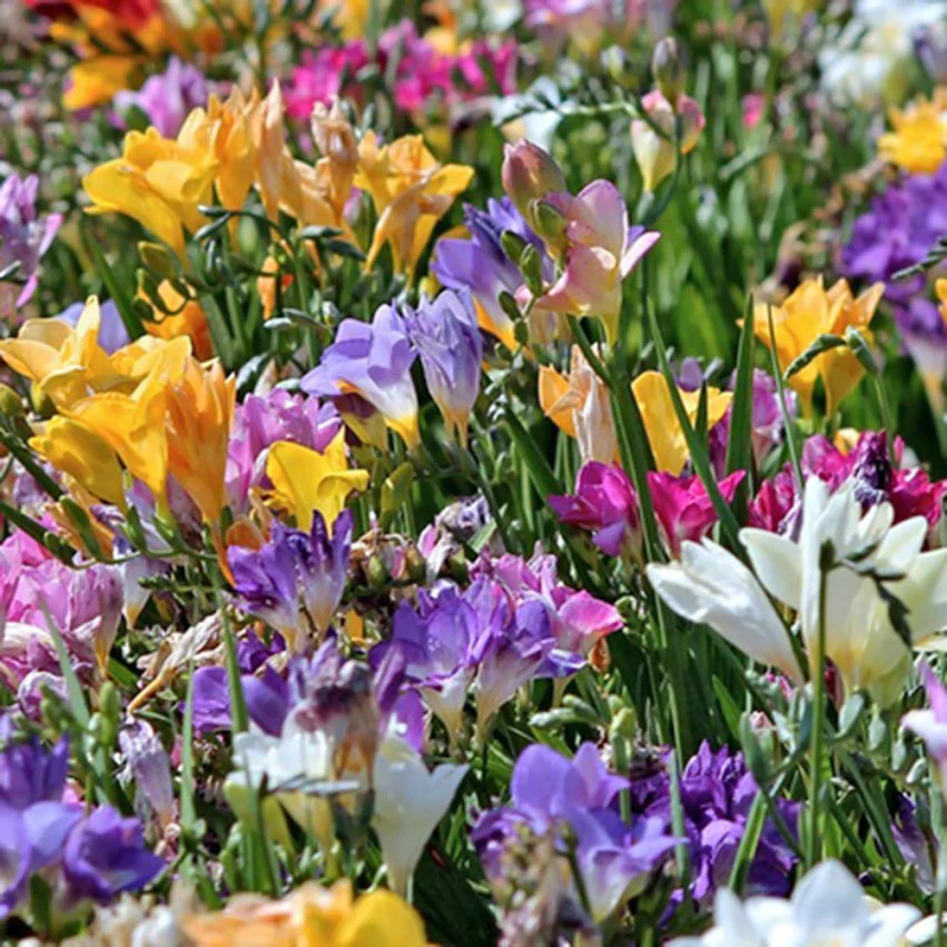 Famously Fragrant Mixed Freesia Flower Bulbs - Pack of 30 - Walmart.com | Walmart (US)