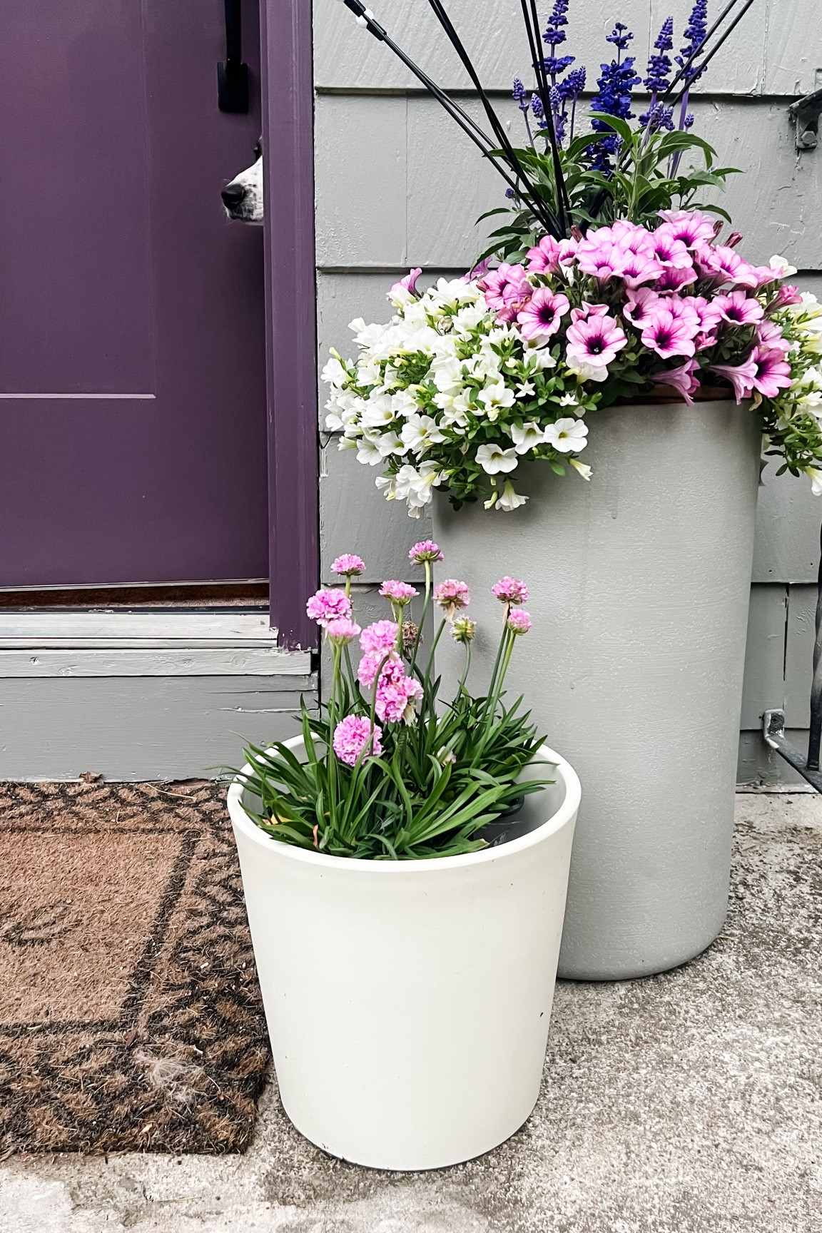 Favorite planters are 30% off right now! These are arguably some of the best Target has had, I love the faux concrete look and how sleek these simple plastic ones are. They’re both light but sturdy. You’d never know they’re plastic composite from afar! 

#LTKHome #LTKSaleAlert
