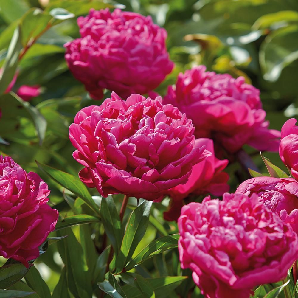 Peonies Bulbs Karl Rosenfield (Set of 3 Roots) | The Home Depot