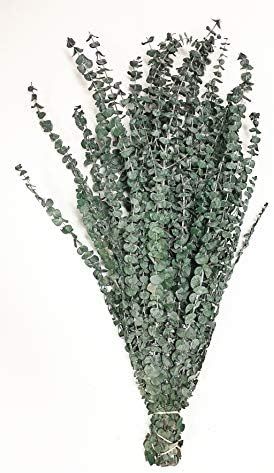 CalCastle Craft Natural Dried Preserved Eucalyptus Branches Large 30" Tall Bulk 1 LB / 8 OZ (Fros... | Amazon (US)