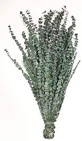 CalCastle Craft Natural Dried Preserved Eucalyptus Branches Large 30" Tall Bulk 1 LB / 8 OZ (Fros... | Amazon (US)