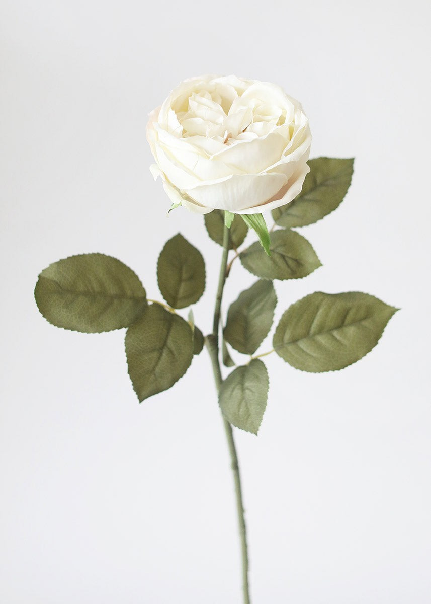 Eggshell Cream English Cabbage Rose - 25 | Afloral (US)