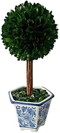 Galt International - Preserved Natural Boxwood Topiary Tree in Ceramic Pot - Plant and Table Cent... | Amazon (US)