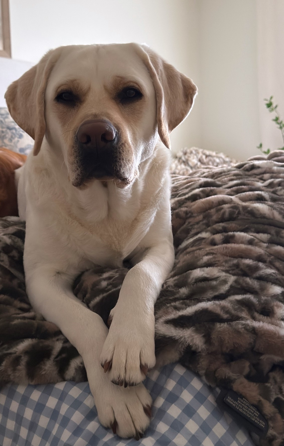 We love Lola blankets 🤎

#LTKSaleAlert #LTKHome #LTKdayinmylife