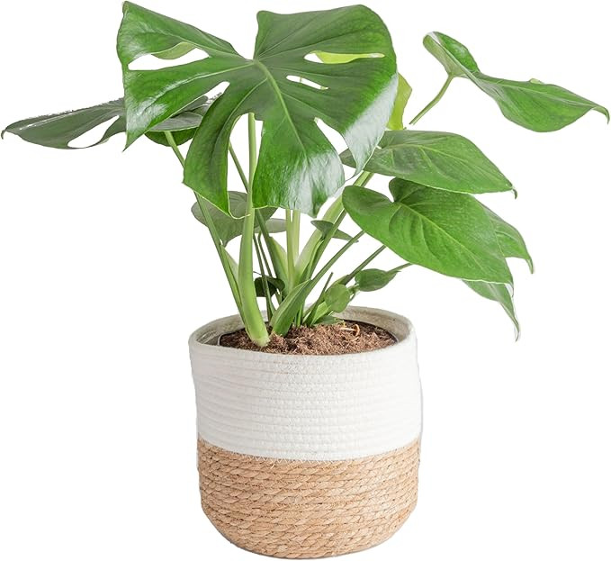 Costa Farms Monstera Swiss Cheese Plant, Live Indoor Plant, Easy to Grow Split Leaf Houseplant in... | Amazon (US)