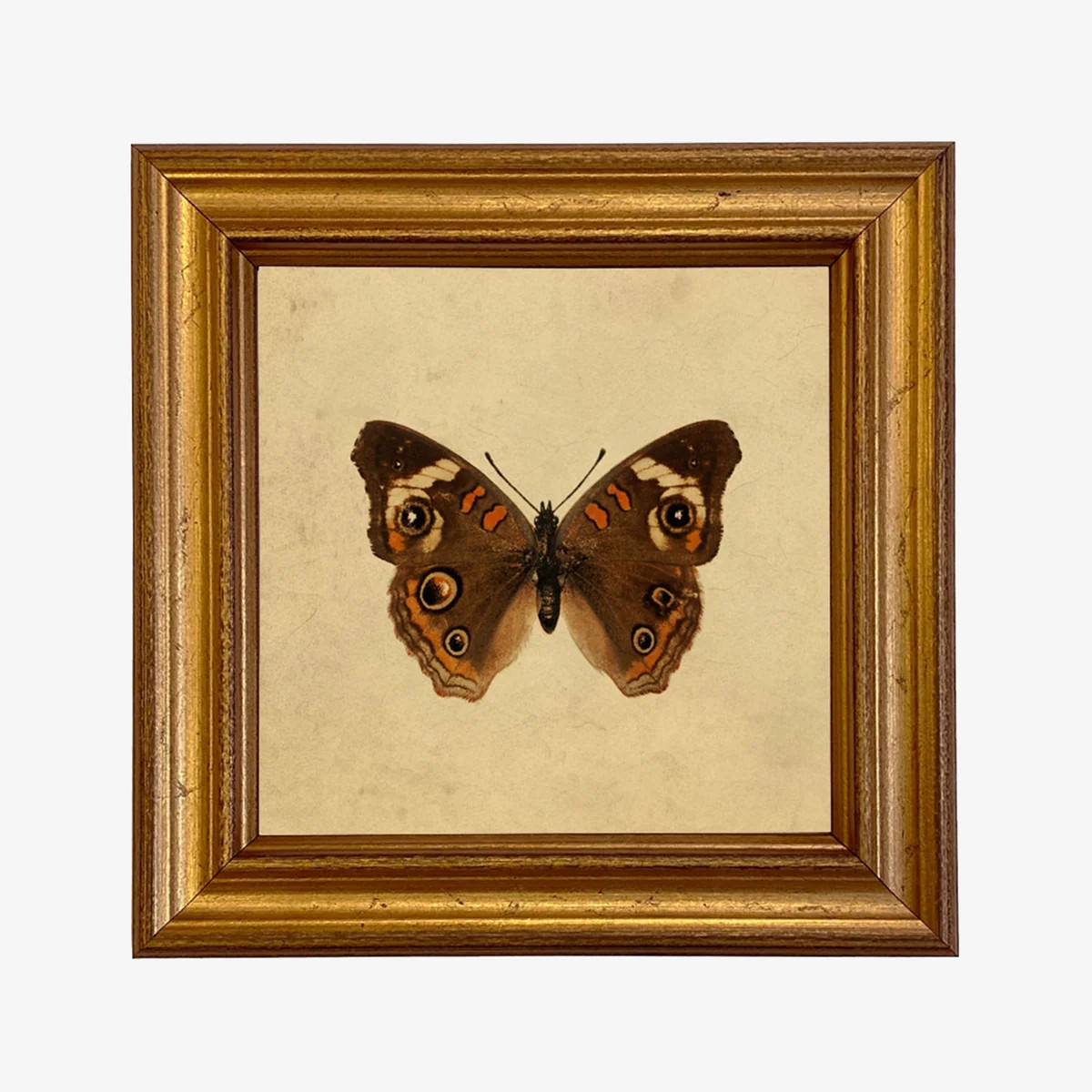 Buckeye Butterfly Vintage Framed Print | The Addison West