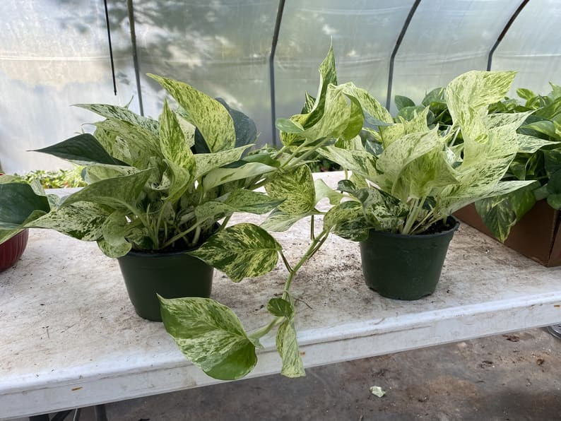 Marble Queen Pothos House Plant | Etsy (US)
