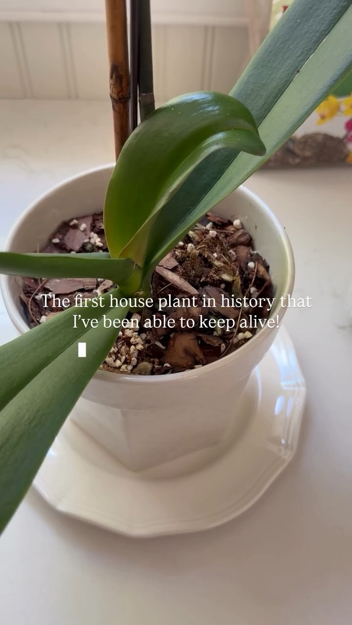 The first house plant in history that I’ve been able to keep alive!