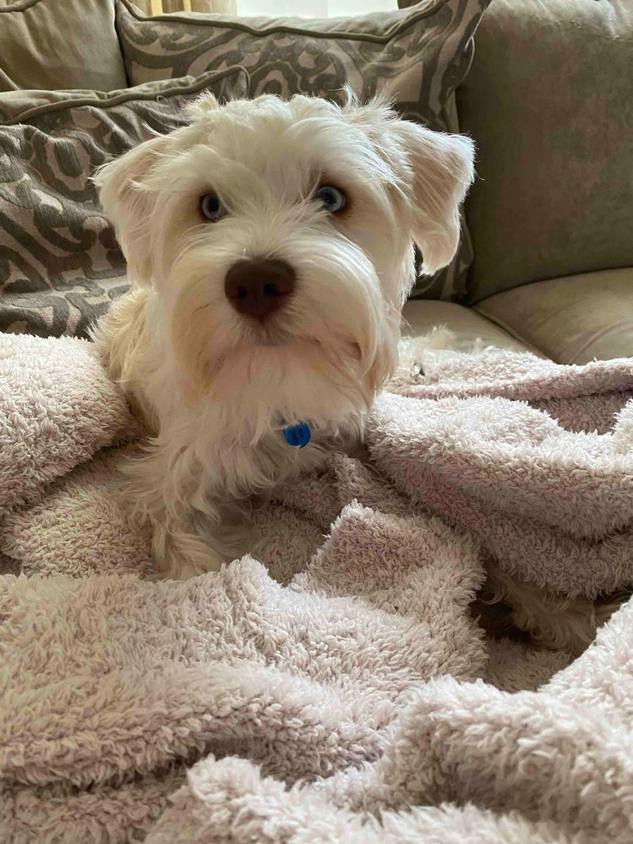 CozyChic™ Throw Blanket | Nordstrom