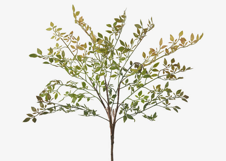 Wren Leaf Bush | Urban Barn