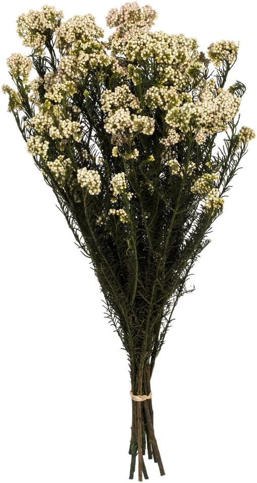 Vickerman 16" Natural Blush Rice Flower. Comes in an 8 oz Bundle. Preserved | Amazon (US)