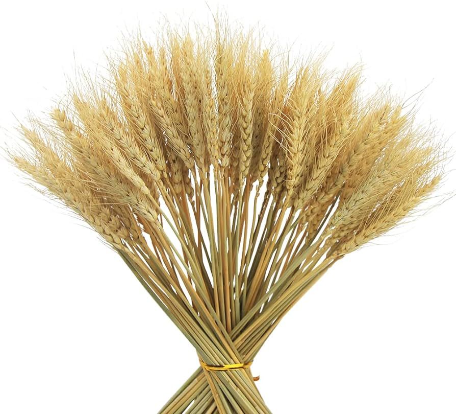 100 Stems Dried Wheat Stalks for Decor Artificial Dried Wheat Sheaves Faux Wheat Stems Natural Wh... | Amazon (US)