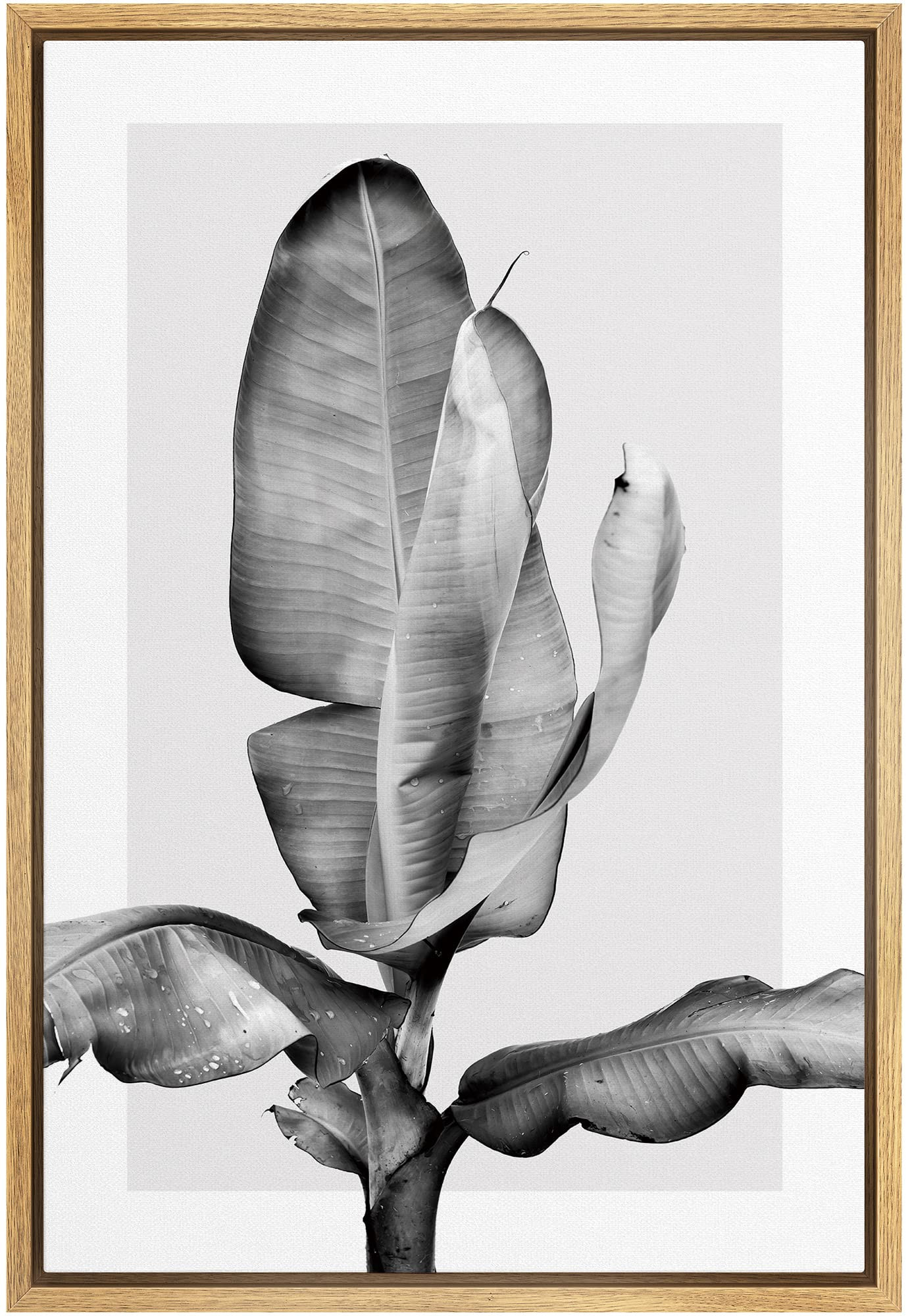 SIGNWIN Framed Canvas Wall Art Large Tropical Banana Leaves Botanical Plants Watercolor Minimalis... | Amazon (US)