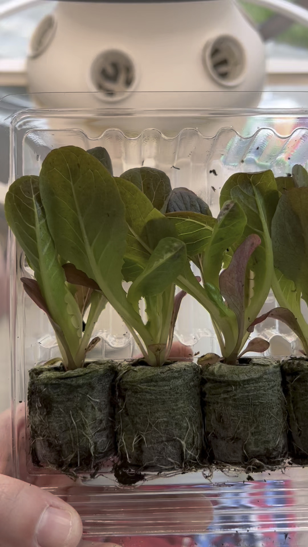 “Planting” mew romaine and butter lettuce babies in the Lettuce Grow tower ☺️🥬🎀 

New Spring seedlings are now live on the @Lettuce Grow website! We’re going to harvest as much as we can from our current plants but we’re VERY excited for the next order 👀. Violas, string beans and tomatoes are back!!! Eeee! 

#growyourownfood #lettucegrow #healthyfood 

#LTKSeasonal #LTKHome #LTKmomlife