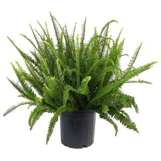 10 in. Fern Kimberly Queen Plant with Green Foliage 15513 | The Home Depot
