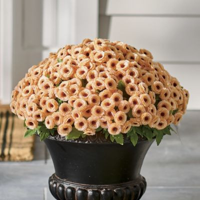 Mum Urn Filler | Grandin Road