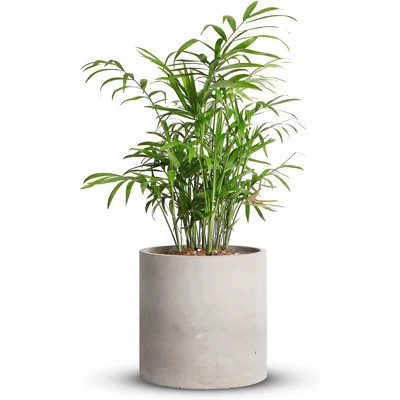 Cement Plant Pots Indoor Concrete Planter Pot For Planting - Modern Stone Clay Flower Pot With Drainage Hole For Garden, Home, Office Decor, Grey | Wayfair North America