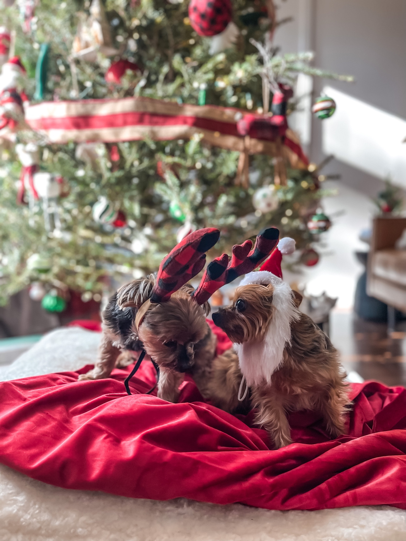 Headband Christmas reindeer antlers for xs dogs and cats
- Christmas hats for pets
- comfortable Santa hat with beard for pictures
- dog hats for the holidays
#dogmom #ltkhome #ltksalealert

#LTKSeasonal #LTKunder50 #LTKHoliday