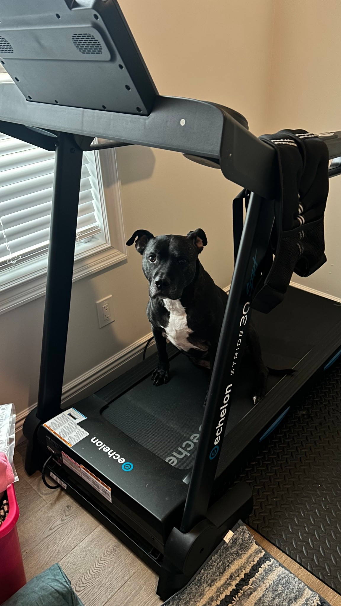 My home gym supervisor never misses a workout.
He doesn’t run, but he shows up for moral support and treats.

Linking our treadmill + some of our home favorites that make working out at home a little easier (especially when you have a dog who thinks all equipment is his). Included some of Zumas favorite toys as well! 🐾🐾🐾

#LTKfitnessgoals #LTKdayinmylife #LTKmorningroutine