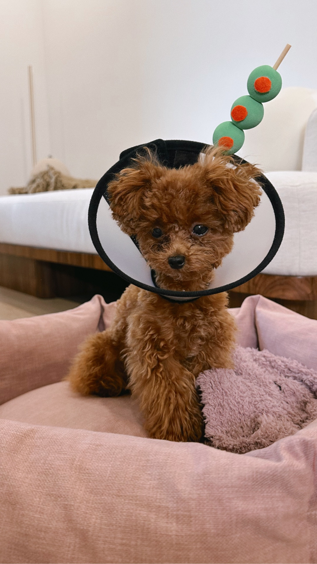 Easy and funny Halloween costume for your sweetest pup 🐶🍸

#LTKHalloween #LTKParties #LTKPets