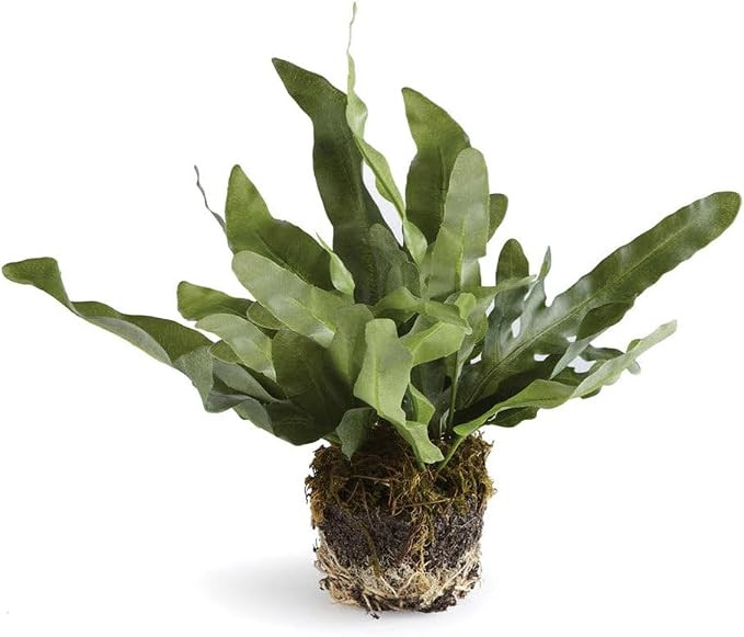 Napa CC 8.5" ECHEVERIA Fern Drop-in, 10x8x11 Inches | Amazon (US)
