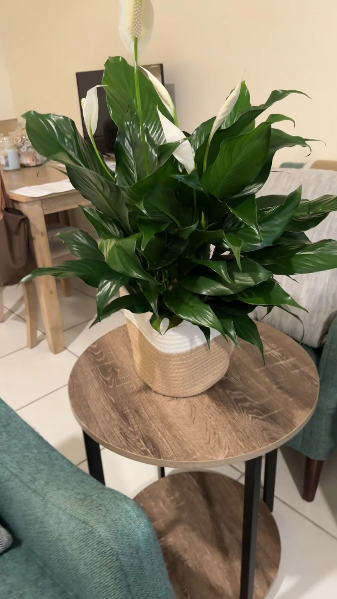 Plant basket 

#LTKHome