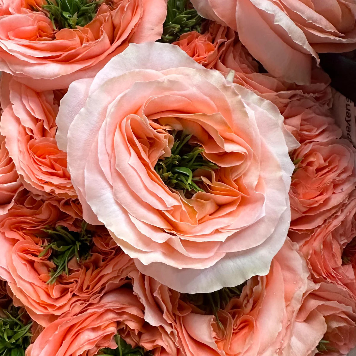 Mandarin X-pression | Send Mandarin Roses X-pression | Rosaholics