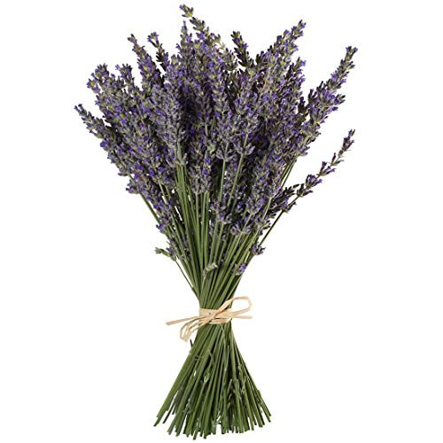TooGet Natural Lavender Bundles, Freshly Harvested 200+ Stems Dried Lavender Bunch 16" - 18" Long... | Amazon (US)