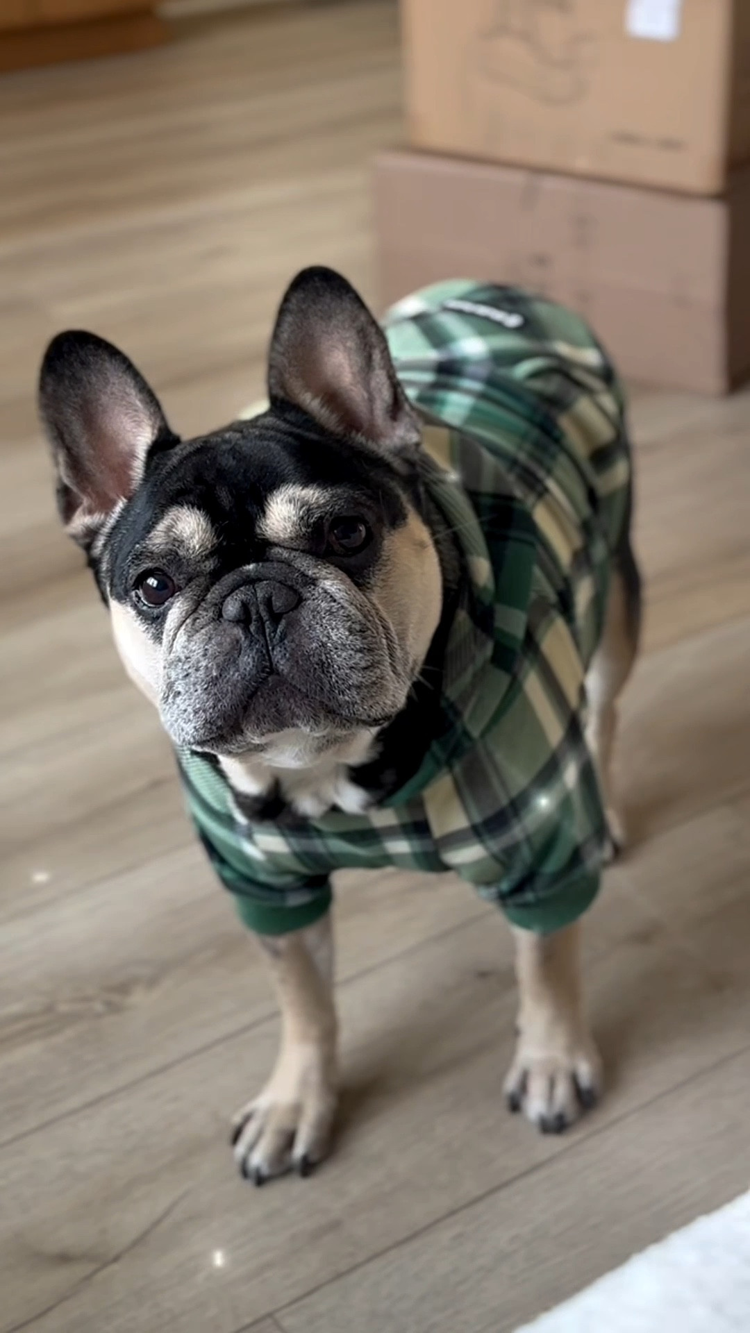 Frenchies shed soooo much and I keep it very cold in the house so Deuce is almost always in a hoodie and he loves them! But I still have to clean him up in between grooming appointments because he can get a little stinky with them Cheeto paws 😷 This isn’t an ad. I just really like this brand for his sensitive skin. Now he’s all clean and good to go! #frenchbulldogs #frenchie #dogmom @Chewy 