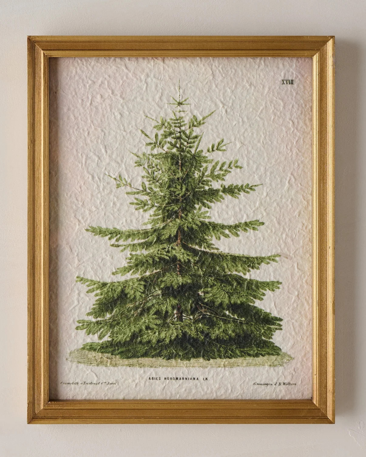 Vintage Christmas Fir Print | Magnolia
