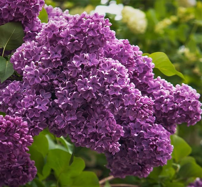 Spectacular Purple Lilac Potted Plant, 6-12" Tall | Amazon (US)