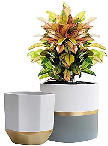 White Ceramic Flower Pot Garden Planters 6.7 + 5.4 Inch Indoor, Plant Containers with Gold and Gr... | Amazon (US)