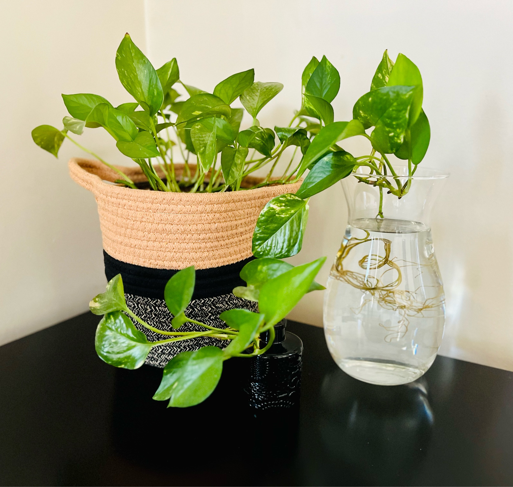 Celebrate houseplant appreciation day 🌿

#LTKfindsunder50 #LTKhome