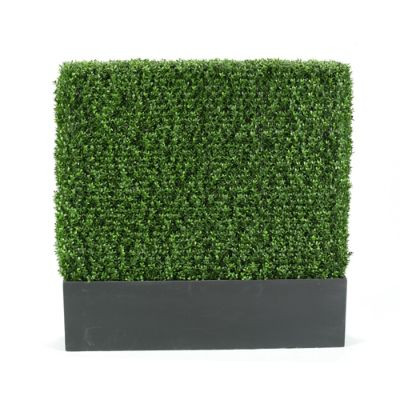 Boxwood Hedge | Frontgate | Frontgate