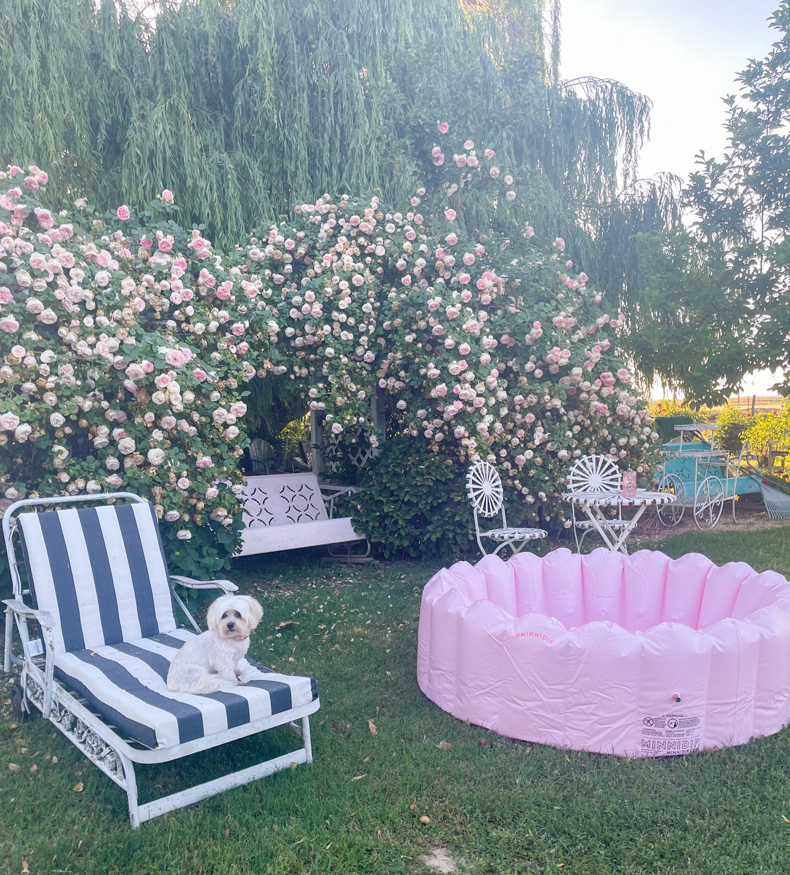 Light pink inflatable pool. Light pink ruffled inflatable pool. Trending inflatable pool. Minnidip inflatable pool. Target inflatable pool. Black and white chaise lounge cushion. Pink climbing rose bush. Eden climbing rose. Pink dog collar.  Amazon finds. Amazon home. Amazon gardening. PetSmart dog. PetSmart finds. PetSmart dog collar under $20. 💗🌸

#LTKhome #LTKunder50 #LTKFind