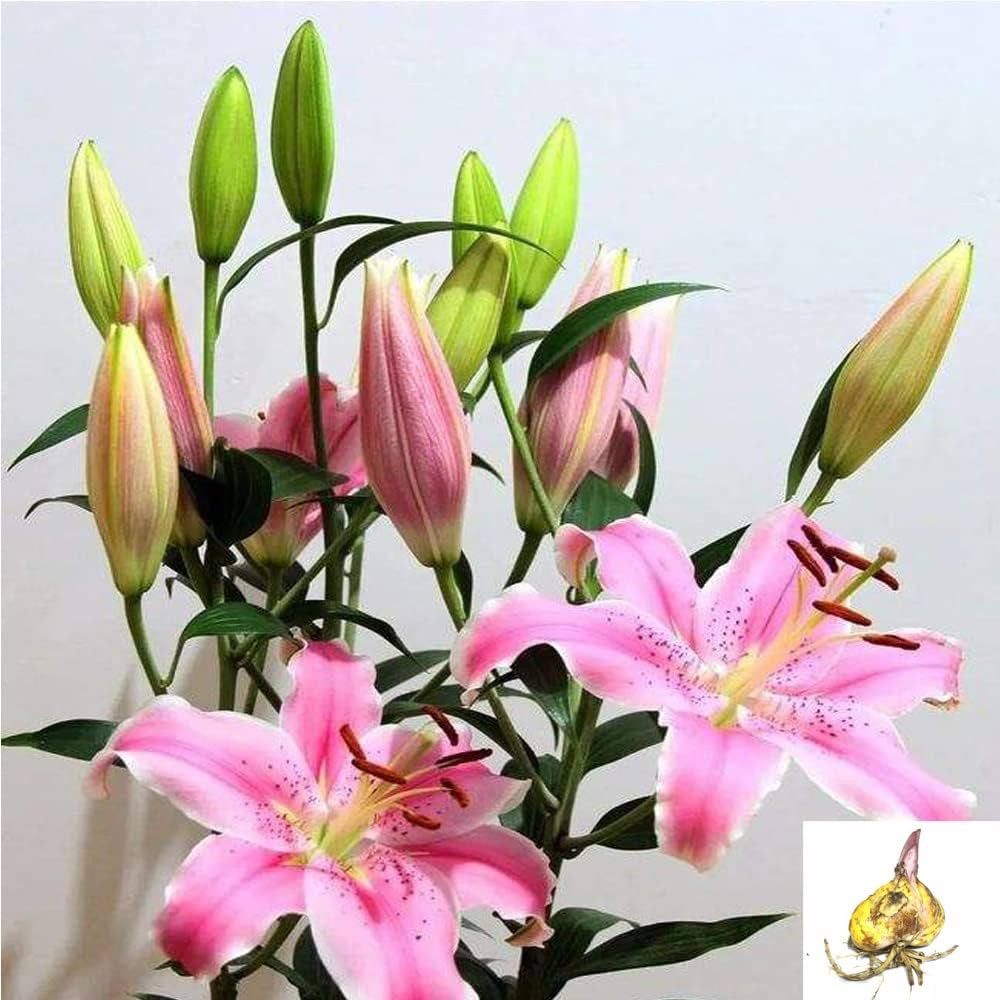 1pcs Lily Asiatic Lilium Bulbs Mixed Lilies,Lily Bulbs for Planting Now Lily Bulbs Colourful Coll... | Amazon (US)